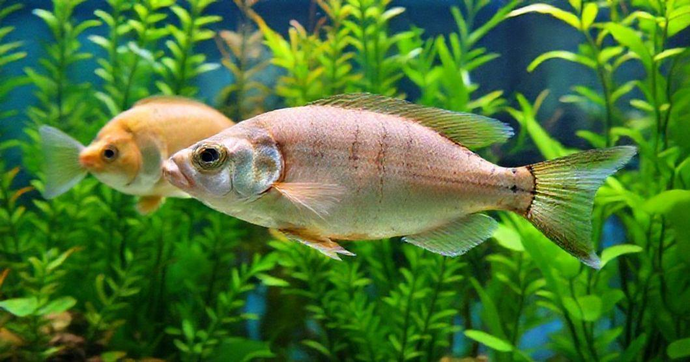 Algicida para Aquários: Como Melhorar a Saúde e Facilitar a Manutenção do Seu Ambiente Aquático