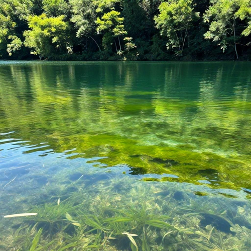 Algicidas: Guia Essencial para Escolher e Encontrar o Produto Ideal para Ambientes Aquáticos